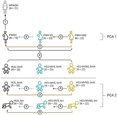 Maternal immunity shapes biomarkers of germinal center development in HIV‐exposed uninfected infants